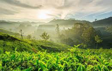 Hill & Backwater Kerala
